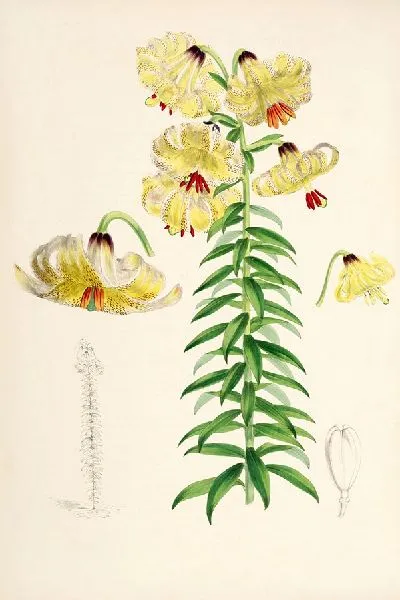 Картина Лилия Монадельфум. (1877-1880)