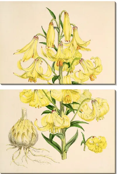 Картина Лилия Монадельфум (1877-1880)