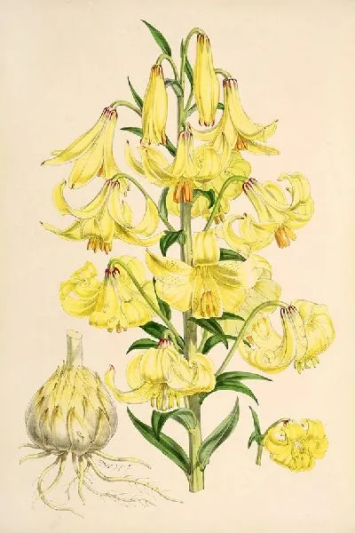 Картина Лилия Монадельфум (1877-1880)