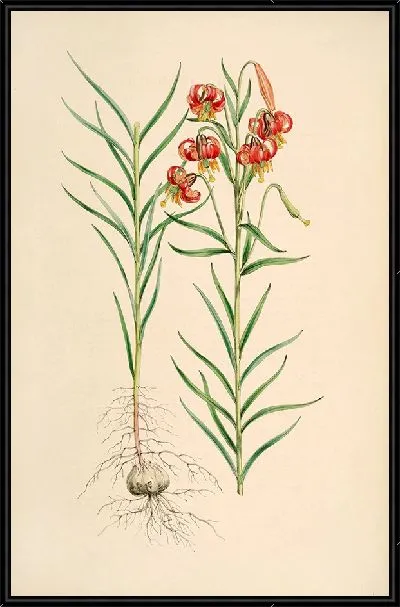 Картина Лилия мозолистая (1877-1880)