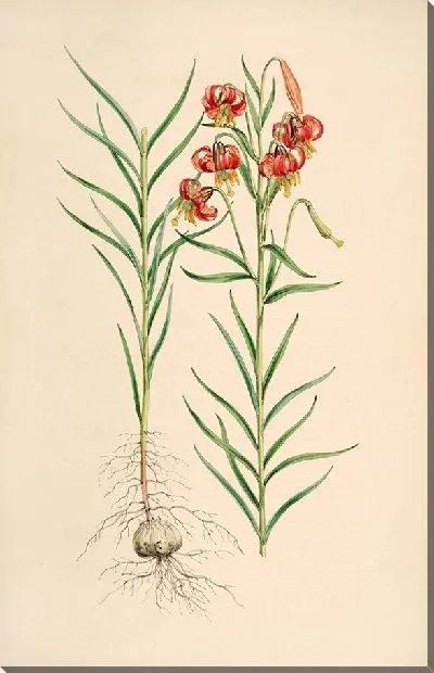 Картина Лилия мозолистая (1877-1880)