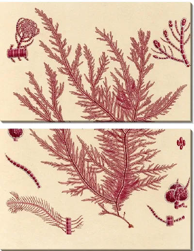 Картина Красные кораллы