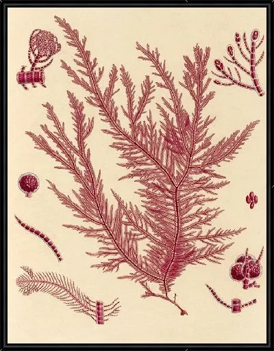 Картина Красные кораллы