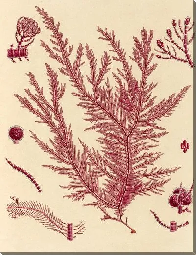 Картина Красные кораллы