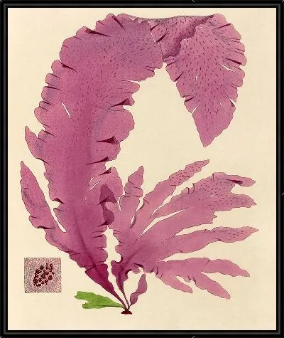 Картина Розовые лепесток