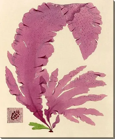 Картина Розовые лепесток