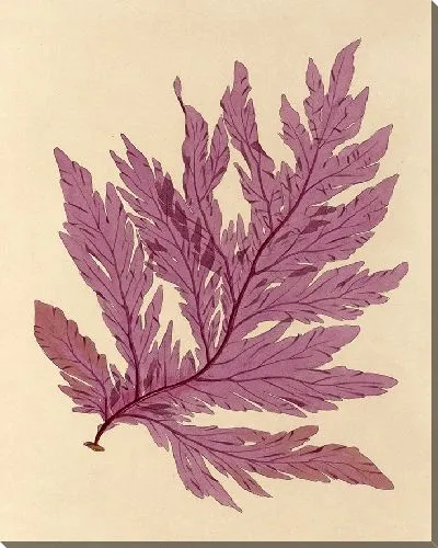 Картина Розовый листок