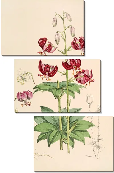 Картина Лилия Мартагон вар Далматикум (1877-1880)