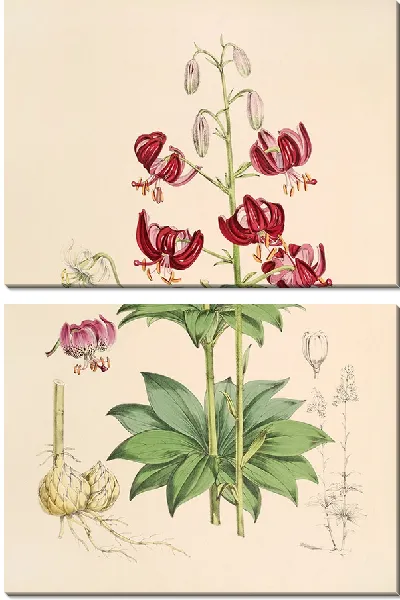 Картина Лилия Мартагон вар Далматикум (1877-1880)
