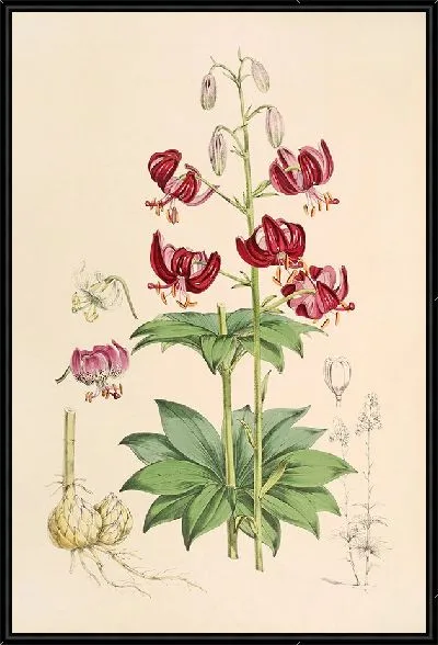Картина Лилия Мартагон вар Далматикум (1877-1880)