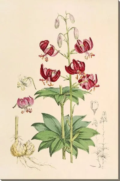 Картина Лилия Мартагон вар Далматикум (1877-1880)