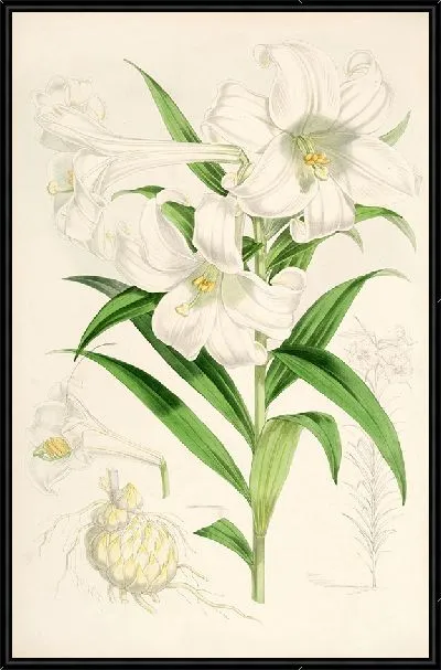 Картина Лилия лингифлориум (1877-1880)