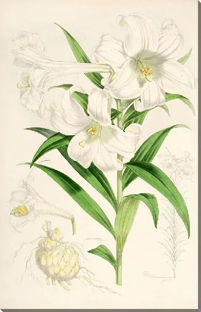 Картина Лилия лингифлориум (1877-1880)