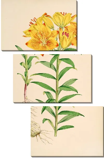 Картина Лилия Кроцеум (1877-1880)