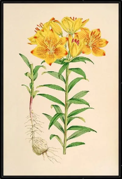 Картина Лилия Кроцеум (1877-1880)