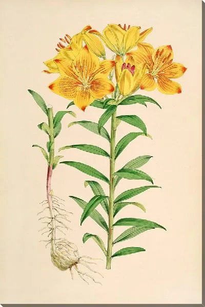 Картина Лилия Кроцеум (1877-1880)