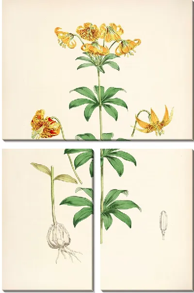 Картина Лилия Колумбийская (1877-1880)