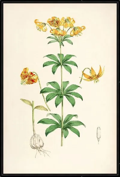 Картина Лилия Колумбийская (1877-1880)