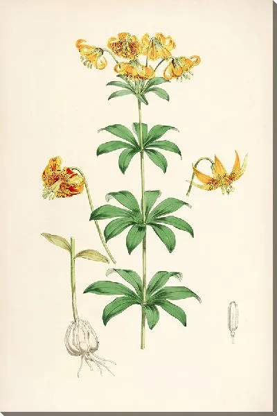 Картина Лилия Колумбийская (1877-1880)