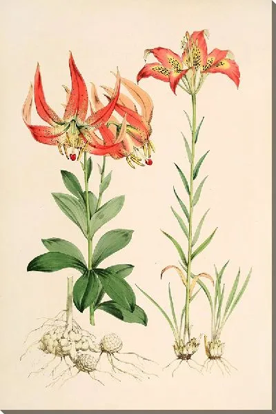 Картина Лилия Каролинианская (1877-1880)