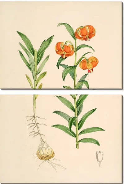 Картина Лилия Карниоликум (1877-1880)
