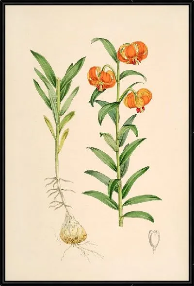 Картина Лилия Карниоликум (1877-1880)