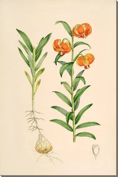 Картина Лилия Карниоликум (1877-1880)