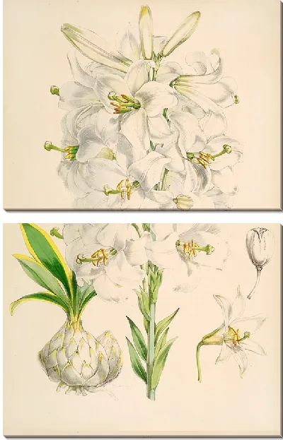 Картина Лилия Кандидум (1877-1880)