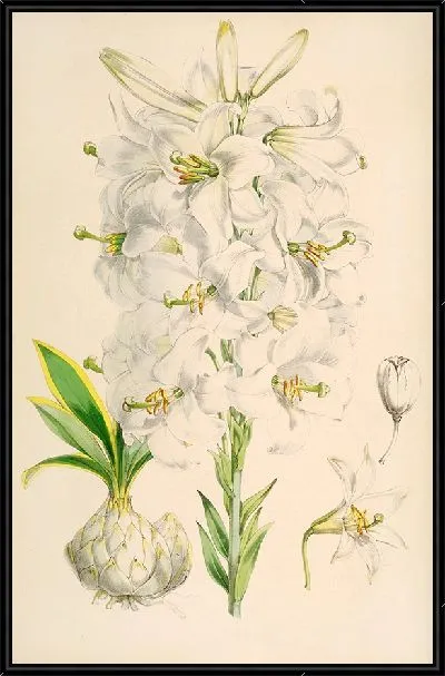 Картина Лилия Кандидум (1877-1880)