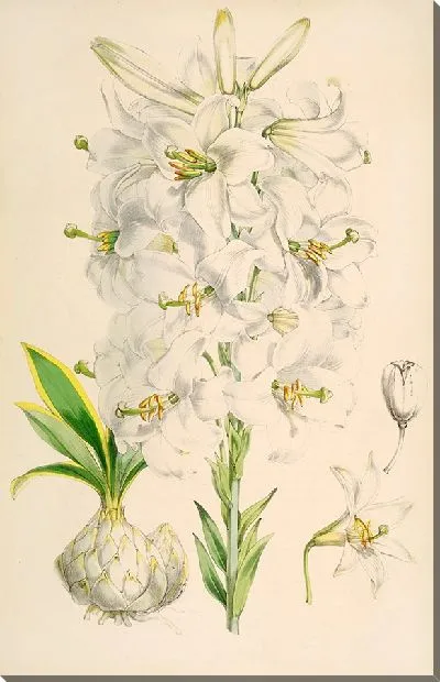 Картина Лилия Кандидум (1877-1880)