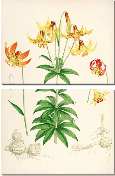 Картина Лилия канадская (1877-1880)