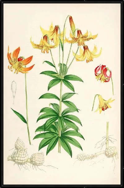 Картина Лилия канадская (1877-1880)