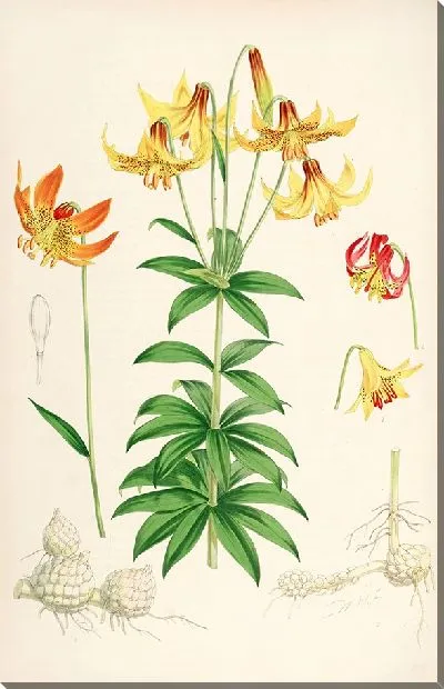 Картина Лилия канадская (1877-1880)