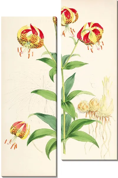 Картина Лилия Калифорнийская (1877-1880)