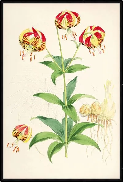 Картина Лилия Калифорнийская (1877-1880)