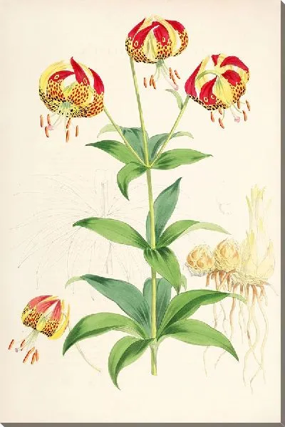 Картина Лилия Калифорнийская (1877-1880)