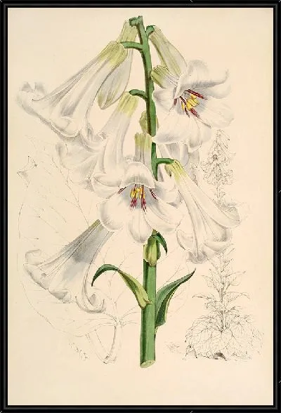 Картина Лилия гигантская (1877-1880)