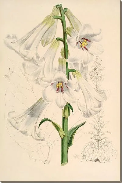 Картина Лилия гигантская (1877-1880)