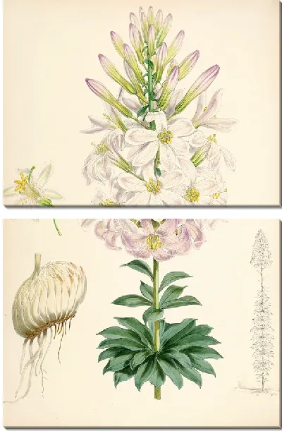 Картина Лилия Вашингтонианум (1877-1880)