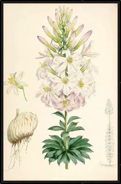 Картина Лилия Вашингтонианум (1877-1880)
