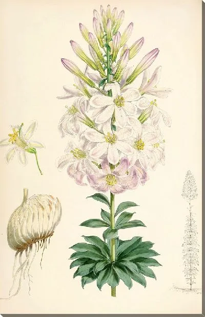 Картина Лилия Вашингтонианум (1877-1880)