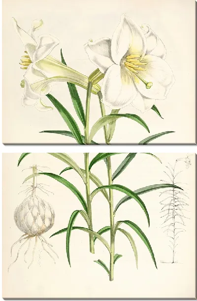 Картина Лилия Валличианум (1877-1880)