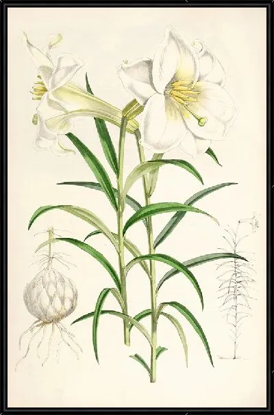 Картина Лилия Валличианум (1877-1880)