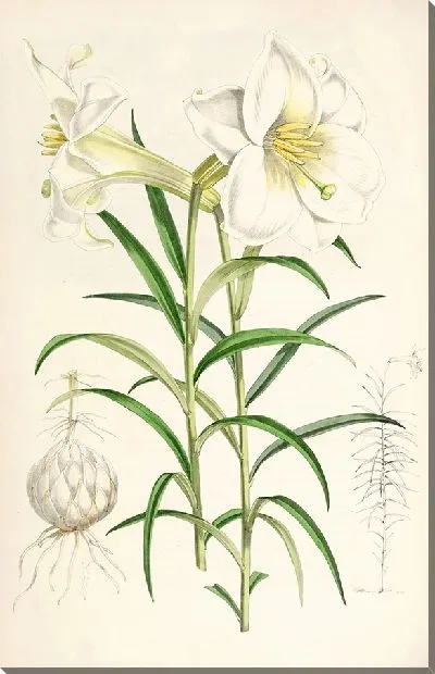 Картина Лилия Валличианум (1877-1880)