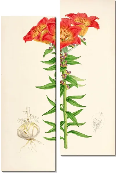 Картина Лилия бульбиферум (1877-1880)