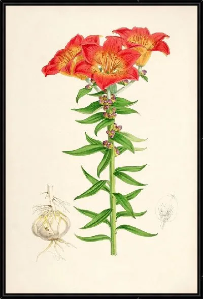 Картина Лилия бульбиферум (1877-1880)