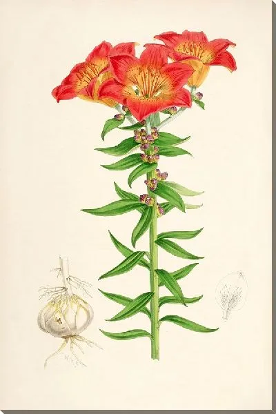 Картина Лилия бульбиферум (1877-1880)