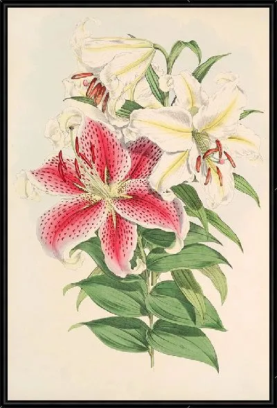 Картина Лилия ауратум вар Паркманм (1877-1880)