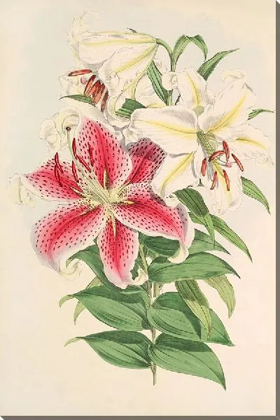 Картина Лилия ауратум вар Паркманм (1877-1880)