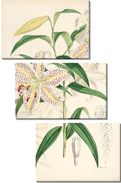 Картина Лилия ауратум (1877-1880)